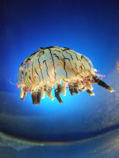 名古屋港水族館