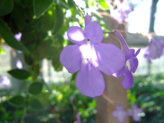 豊橋総合動植物公園