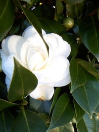 １/６ 朝ですよ 2010/01/06 09:05:34
