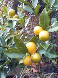 １２/２９ 朝ですよ〜 2009/12/29 08:47:14