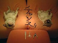 ワンコの支援物資集めます！