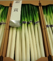 しろねぎ品評会