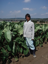 海老芋の成長