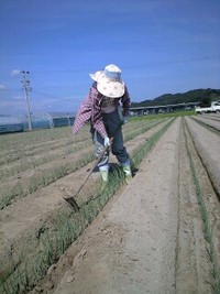 ねぎ管理助っ人
