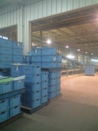 海老芋の出荷 2009/12/16 17:01:14