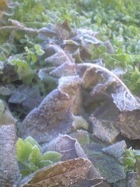 霜が降りてました。 2010/01/09 09:06:46
