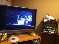 猫とストーブ