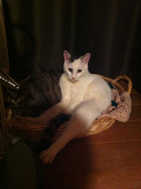 ぱんこ