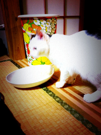 おそうめんが大好きなぱんこ 2012/04/01 21:16:20