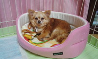 ミイちゃん 2013/04/15 21:26:18