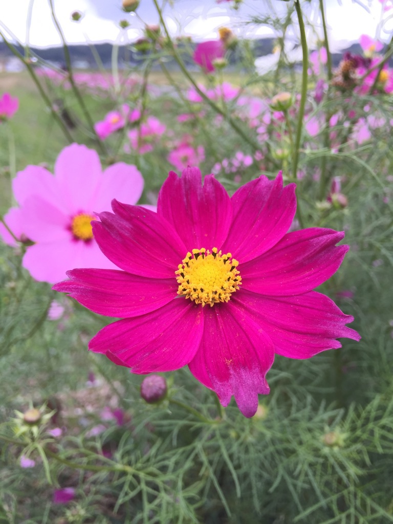 秋の風物詩！秋桜！