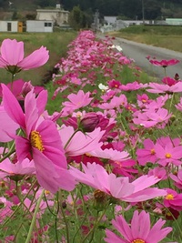 秋の風物詩！秋桜！