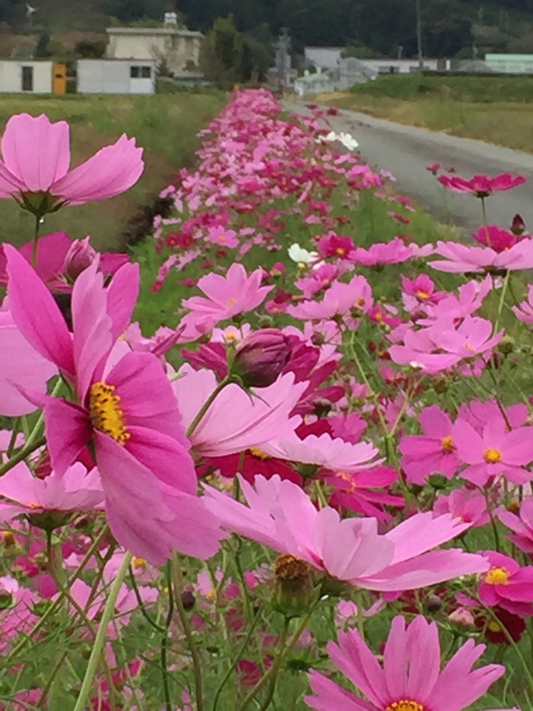 秋の風物詩！秋桜！