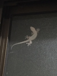 リサイクルクリーンに珍客が！？ 2014/12/08 20:49:42