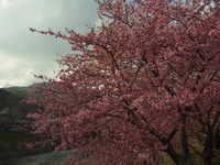 河津桜！ 2013/03/05 20:46:04