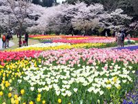 【祝】ソメイヨシノ開花宣言☆ 2018/03/18 18:43:58
