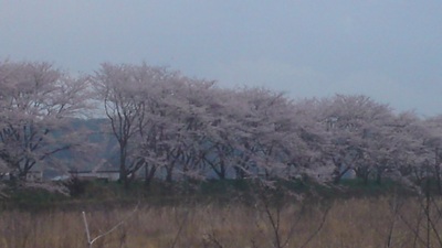 お花見の続き