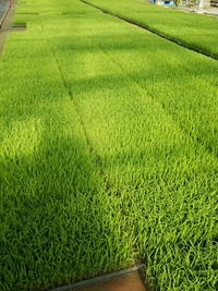 ついに始まってきました。