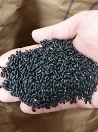 新黒米
