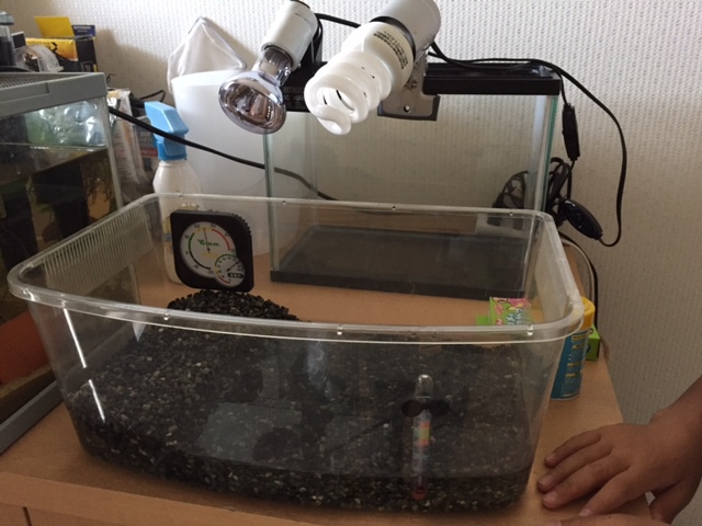 亀さんを迎える準備