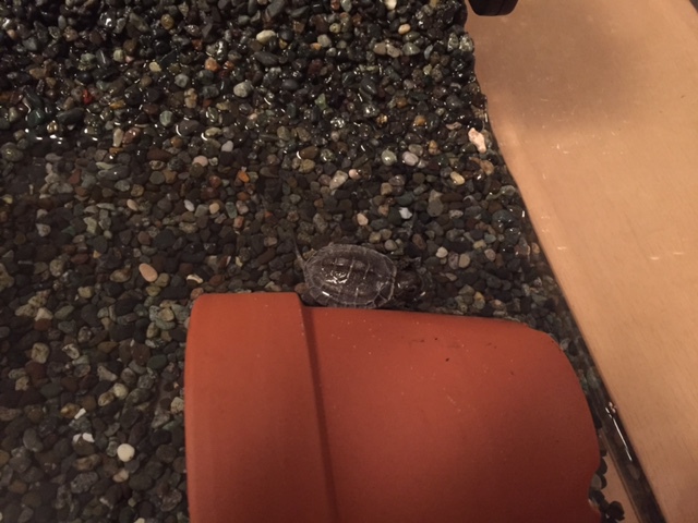 こんなに小っちゃいとは・・・・