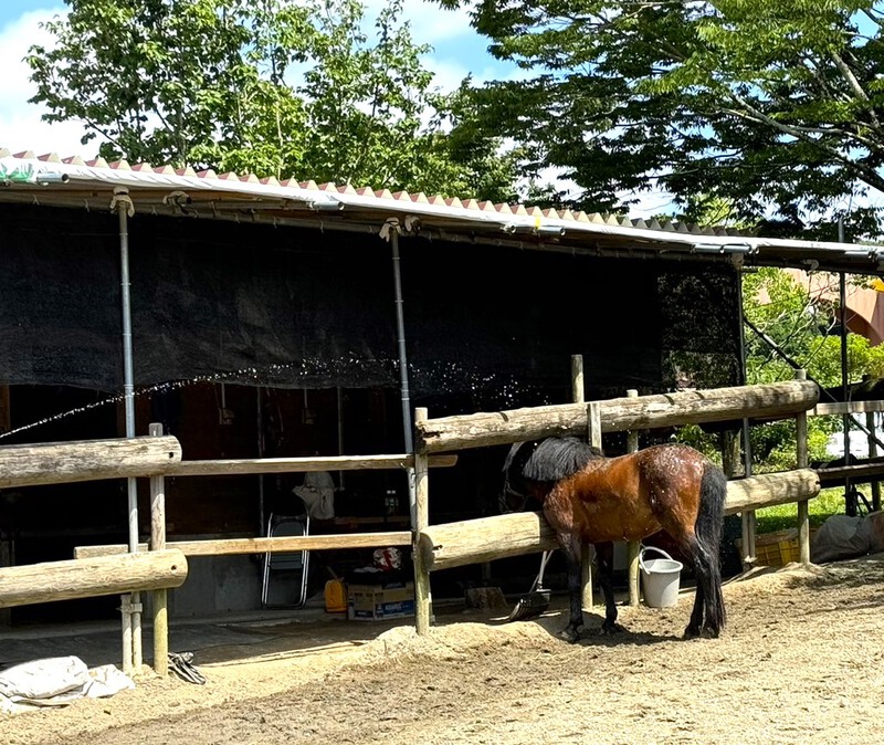 フルーツパーク　馬