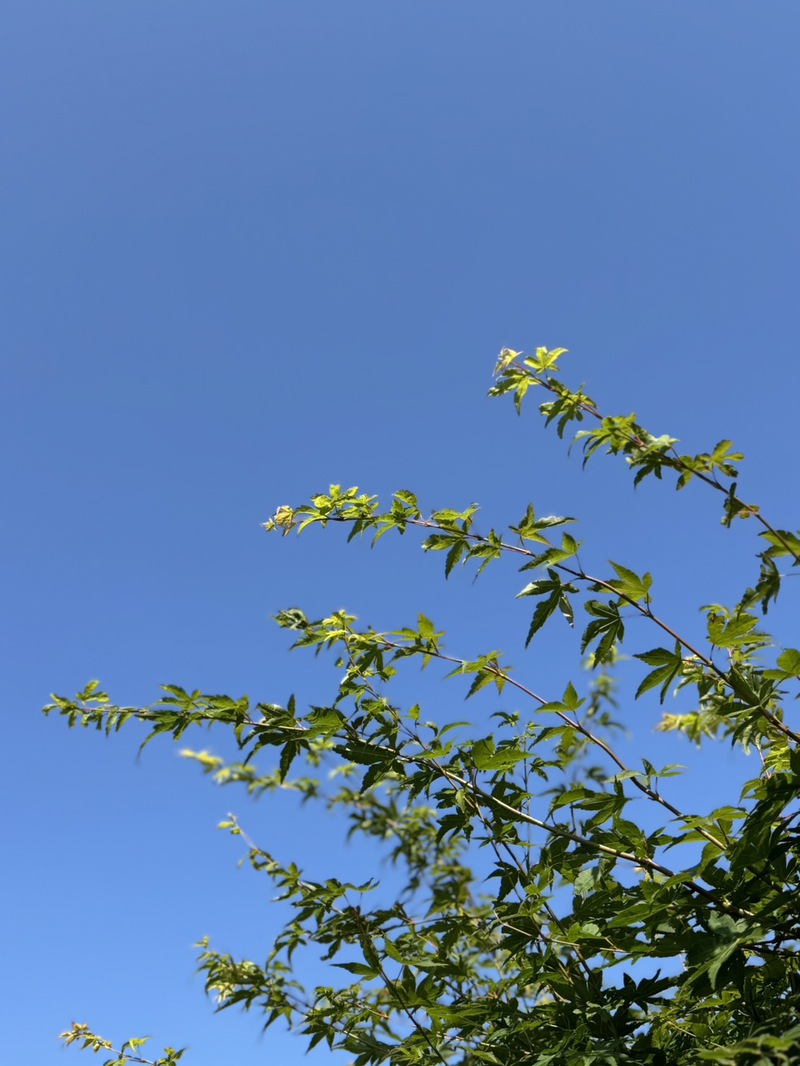 もみじ　葉　青空