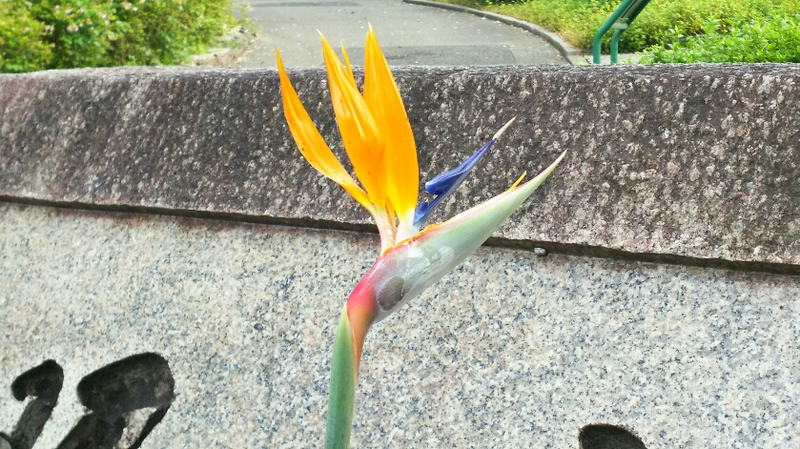 南国の花 おやじの夢