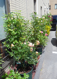 ゆりの木通りのバラがきれいです！