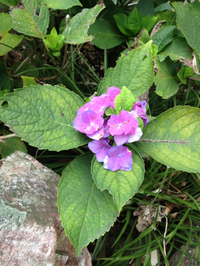 ボケ紫陽花 2013/09/09 08:44:55