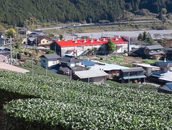 ㈲諸田製茶・ニッポン全国物産展へ出店