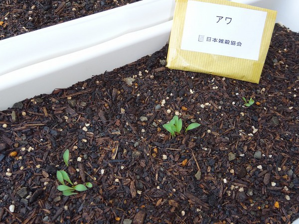 祝♪　早くも雑穀の芽が出ました！