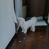やられてしまったー