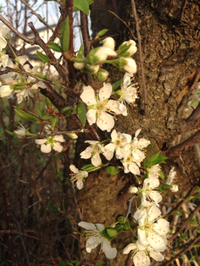 桜が咲いてきましたね 2015/03/27 13:45:43