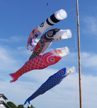 浜松市Ｉ様邸 国産たたみ 〜鯉のぼりと風速の関係 元気に見える鯉のぼりって？