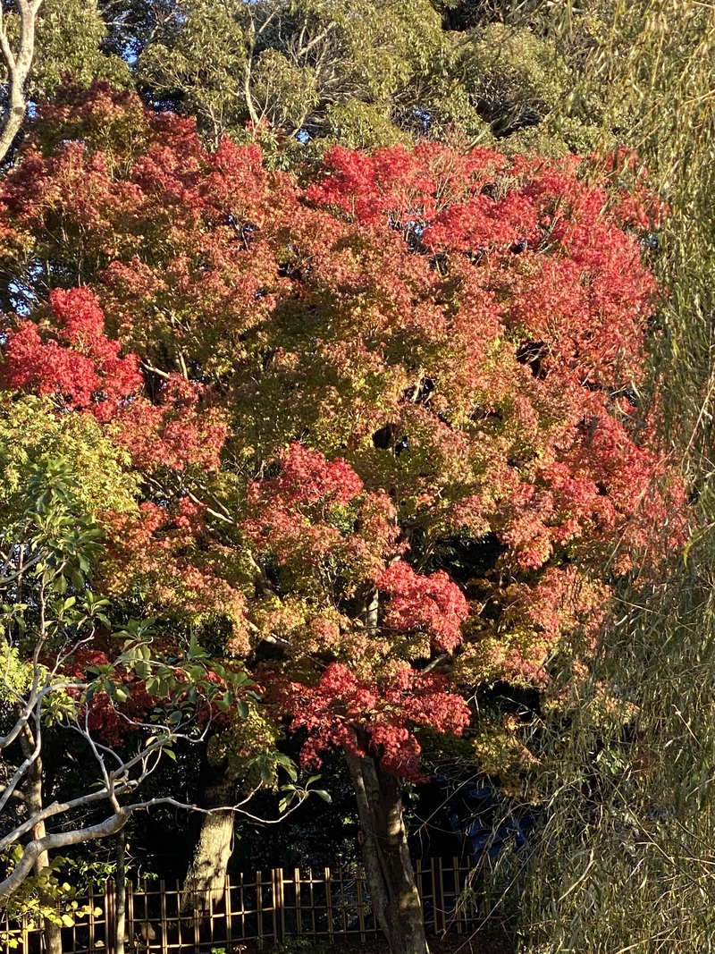 万葉の森公園の初冬