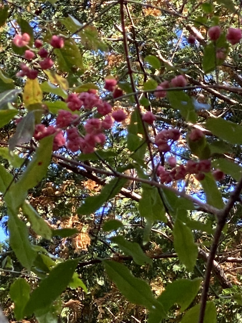 今日の植物「まゆみ」