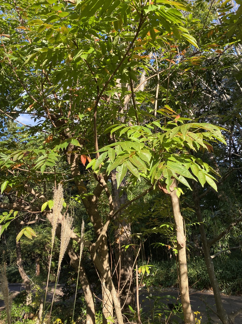 今日の植物　やまはぜ