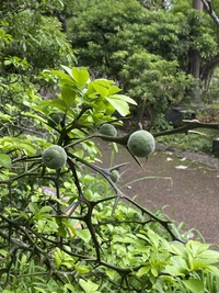 今日の植物　からたち