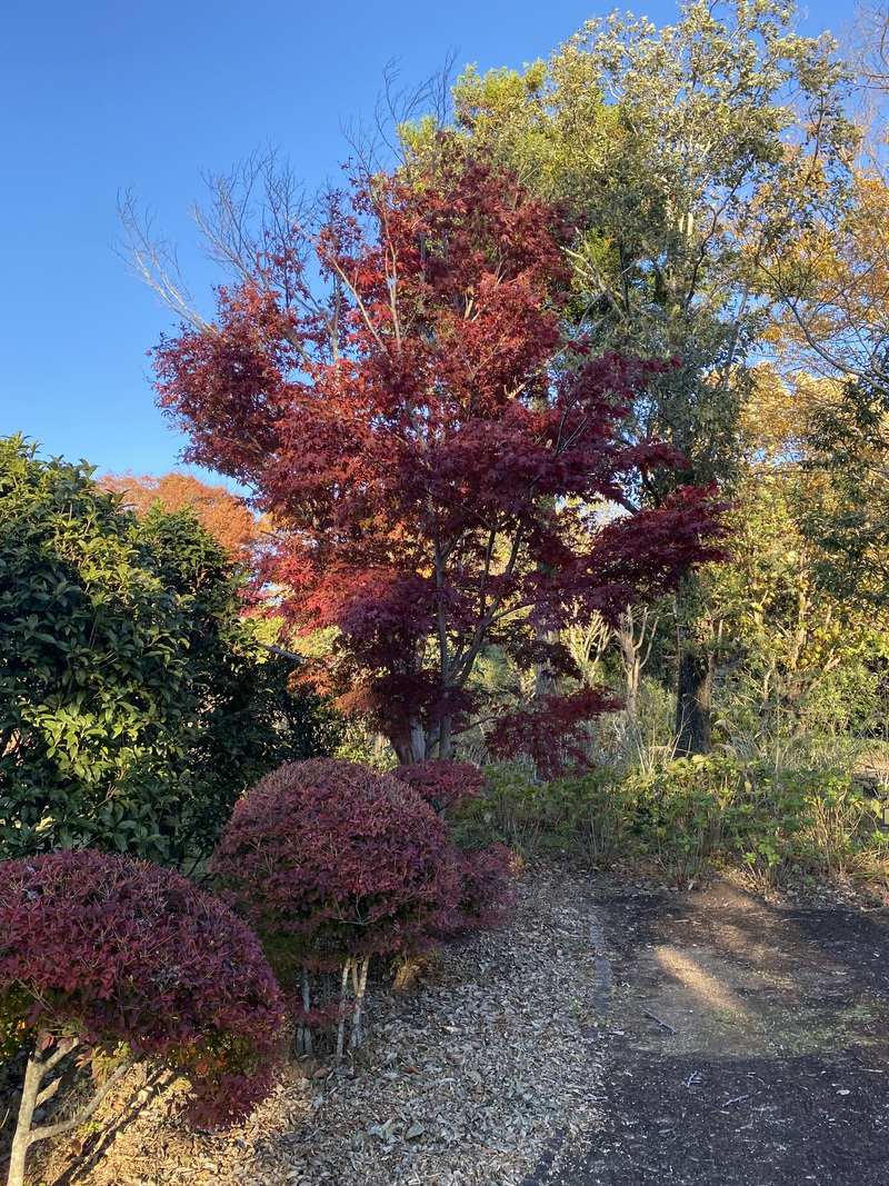 万葉の森公園の初冬