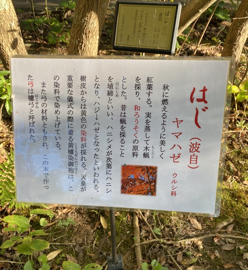 今日の植物　やまはぜ