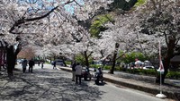 桜＆温泉を求めて川根町にドライブして来ました 2019/04/04 17:11:12