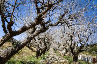 長楽寺の梅(2)〈最終回〉 長楽寺の梅(2)〈最終回〉