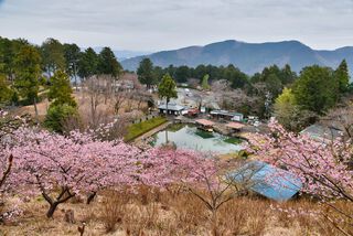 奧山高原枝垂れ梅〈最終回〉 奧山高原枝垂れ梅〈最終回〉