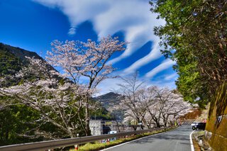 秋葉ダム桜並木 秋葉ダム桜並木