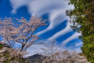 秋葉ダム桜並木〈最終回〉 秋葉ダム桜並木〈最終回〉