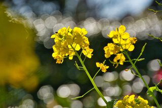 万葉の森公園〜平八稲荷 万葉の森公園〜平八稲荷