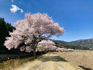 清水のコヒガンザクラ 清水のコヒガンザクラ