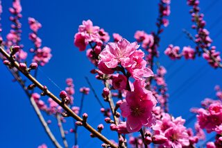 花桃の里 花桃の里