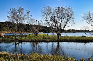 佐鳴湖の冬〈最終回〉 佐鳴湖の冬〈最終回〉